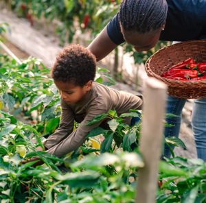 victory garden
