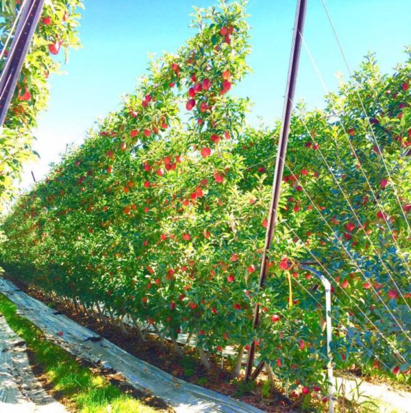 trellis Apple Trellis