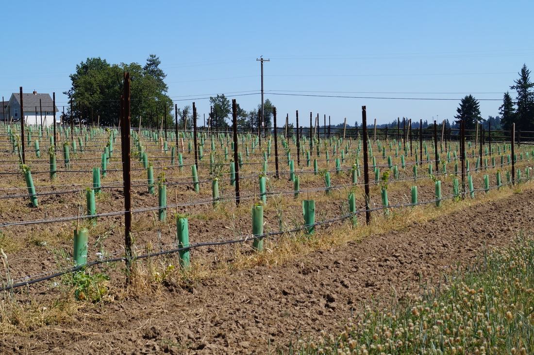ag-3-min_2_orig Grow Tubes from Oregon Wire, protect your crops