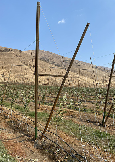 Trellis2 A trellis in the field.