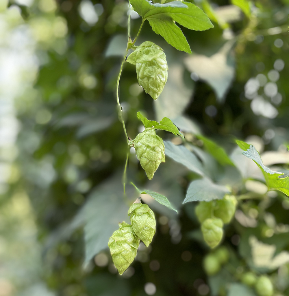 Hop 1 The Yakima Valley is one of the premier hop-growing regions in the world, known for its ideal climate and soil conditions that support the growth of high-quality hops.