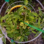 Upright wire plant cage to help plants grow upward.