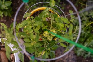 Upright wire plant cage to help plants grow upward.