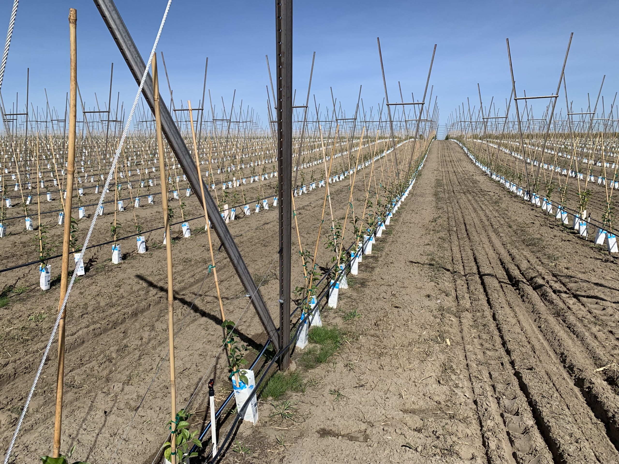 Oregon Wire Tree Protectors, grow tubes and cartons