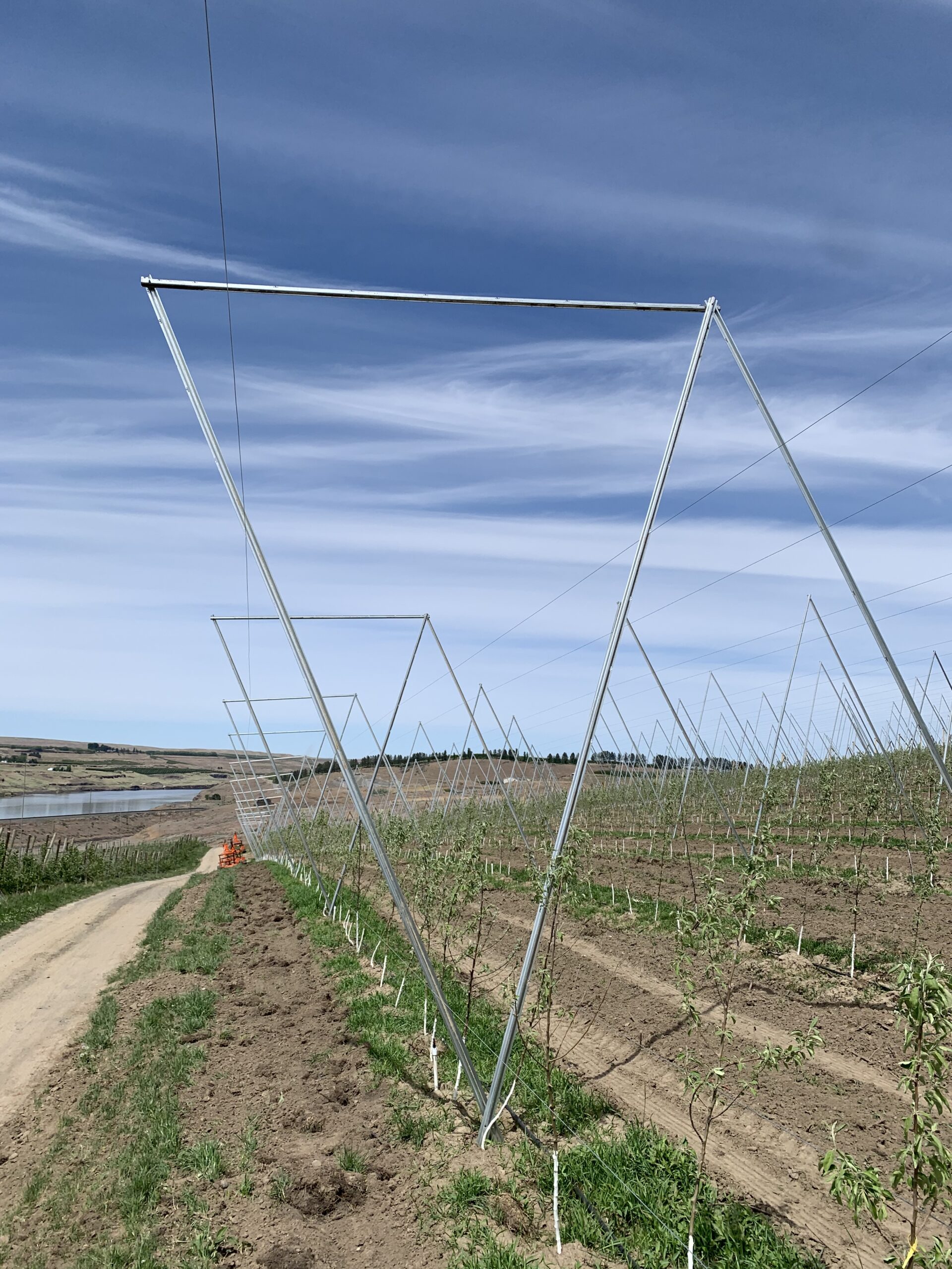 Custom Steel Trellis by Oregon Wire