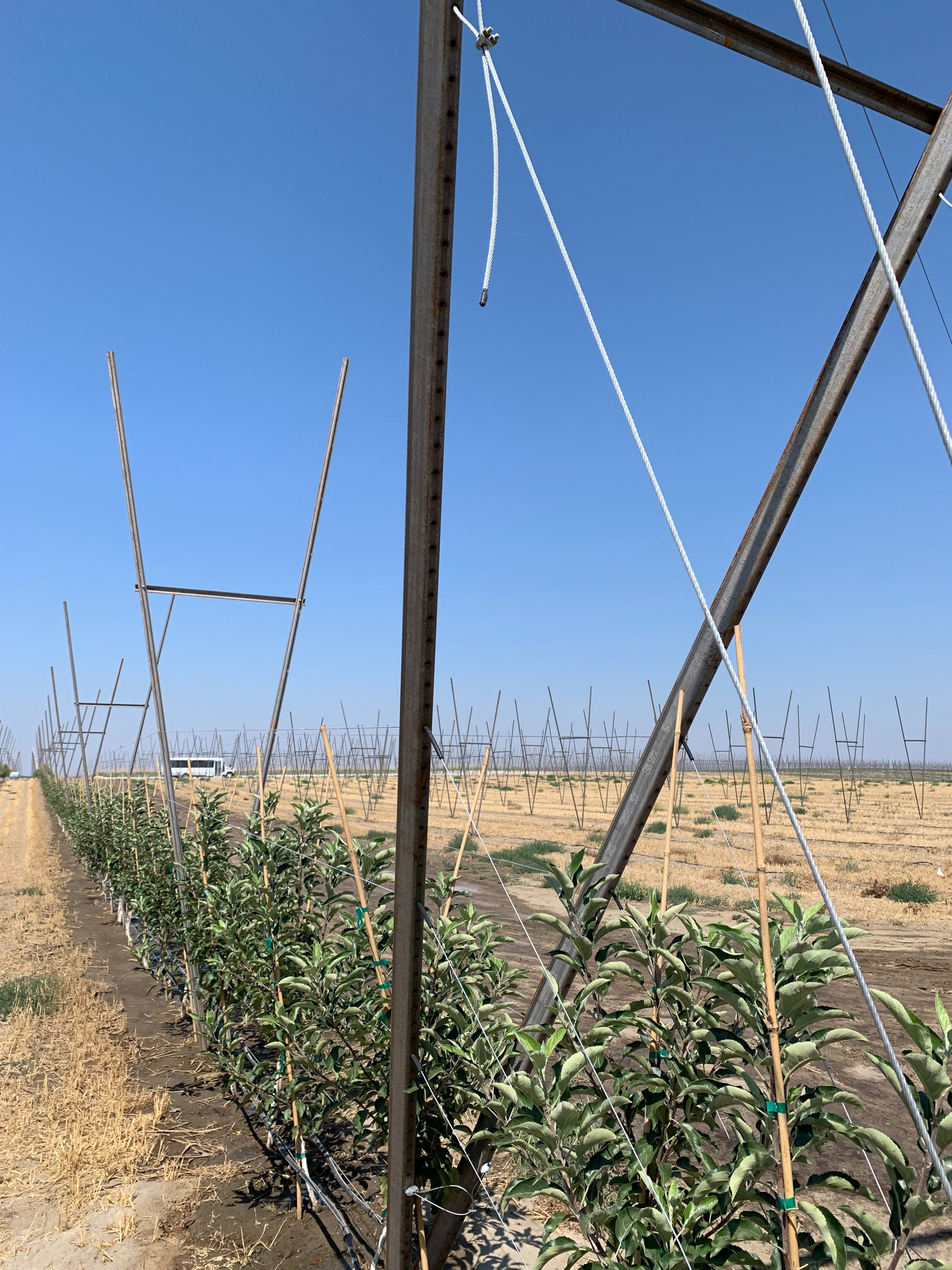 V-Trellis, Custom Trellis by Oregon Wire