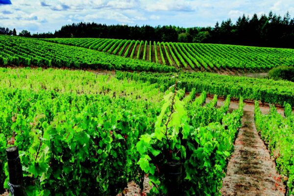 Vineyard Winegrape Grower supplies from Oregon Wire for the Willamette Valley and Yakima Valley.