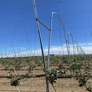 Custom trellis system in a large field