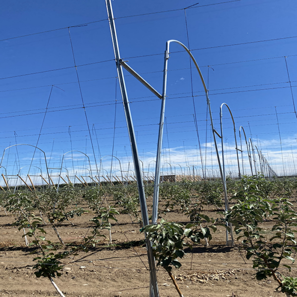 Custom trellis system in a large field