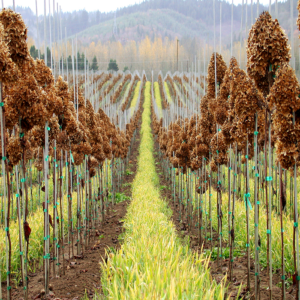 Vineyard stakes in rows and rows of planted fields