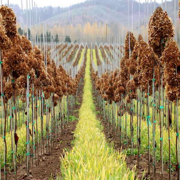 Vineyard stakes in rows and rows of planted fields