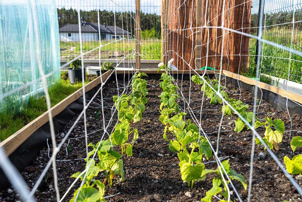 Trellis-Systems-&-Crop-Support