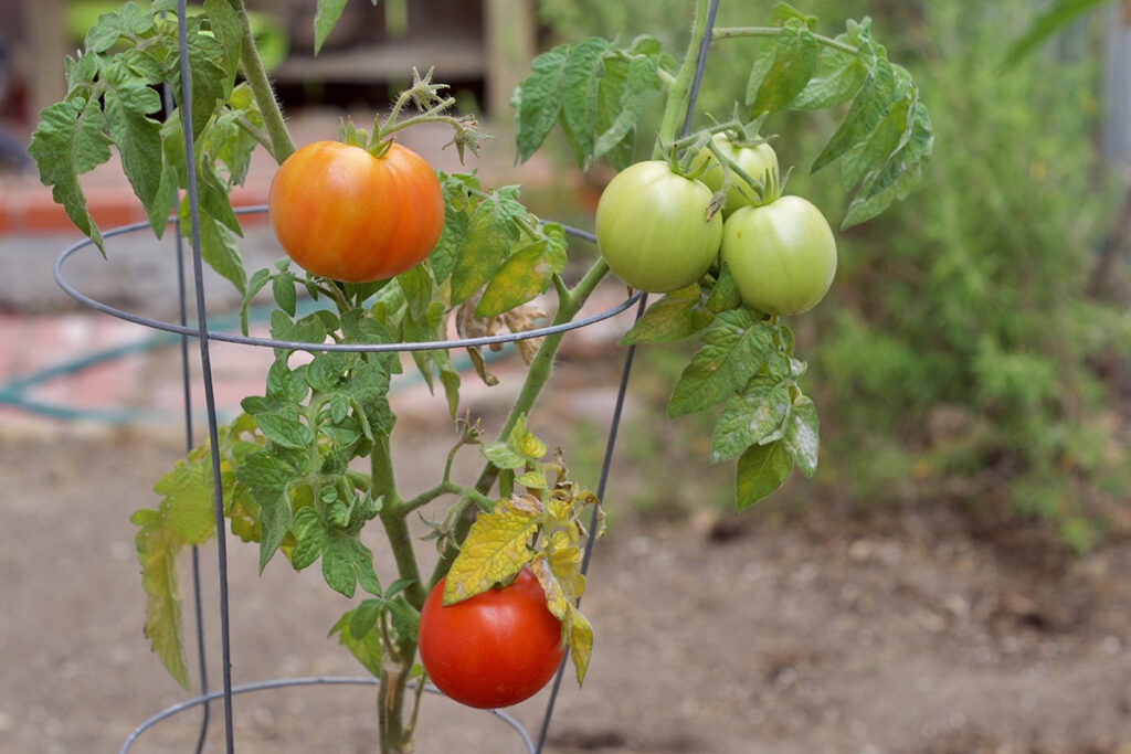 Yard & Garden