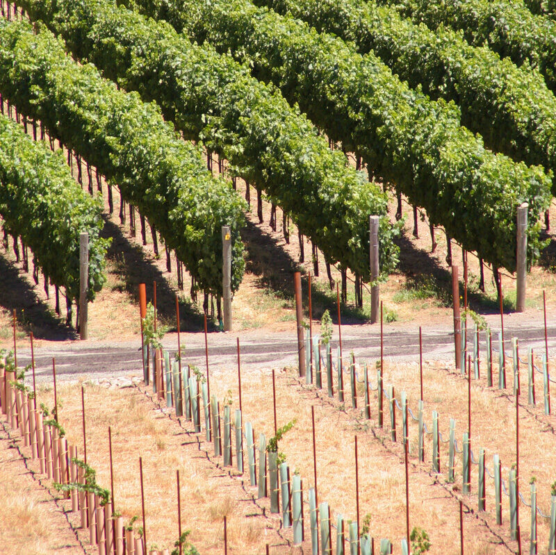 Young & Mature Vines Commercial Growers know that Oregon Wire has your vineyard supplies to increase yield and lower costs