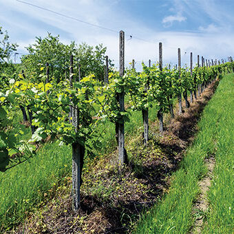 icon_commercial-growers Trellis wire vineyard stakes made for commercial growers, from Oregon Wire.